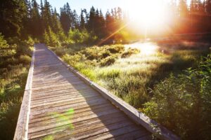 A wooden boardwalk leads through nature toward a sunrise