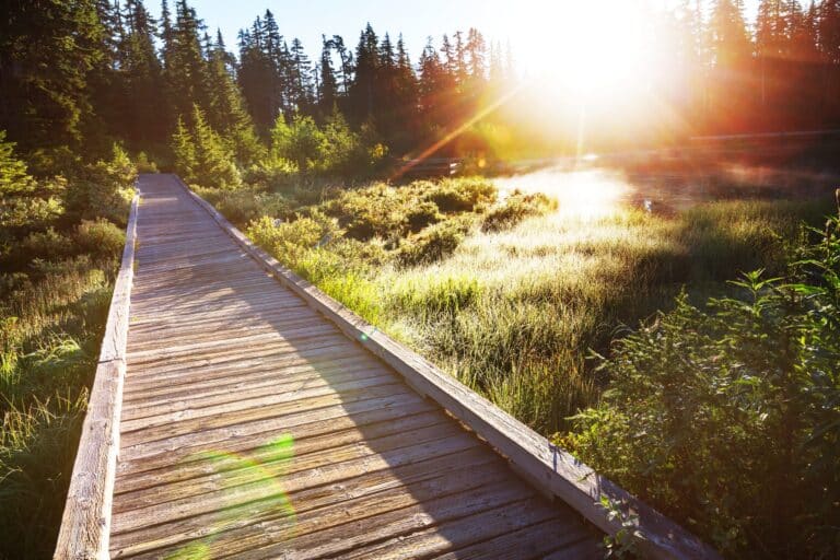 A wooden boardwalk leads through nature toward a sunrise